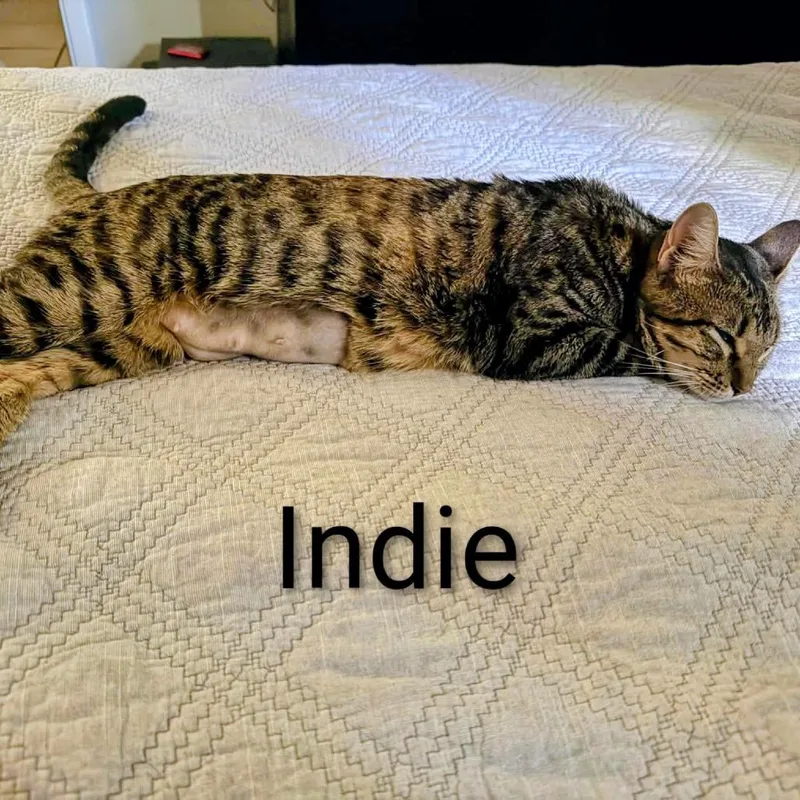 An adult medium-sized female Gray / Blue / Silver Domestic Short Hair cat named Indie @Paws and Purrs for adoption in Carmel, IN