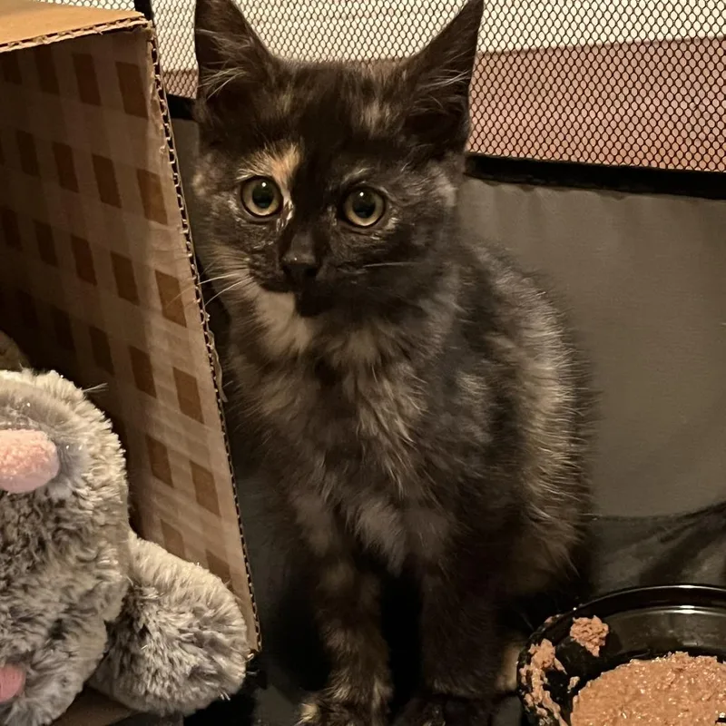 A baby small-sized female Tortoiseshell Domestic Short Hair cat named Brownie for adoption in Coos Bay, OR