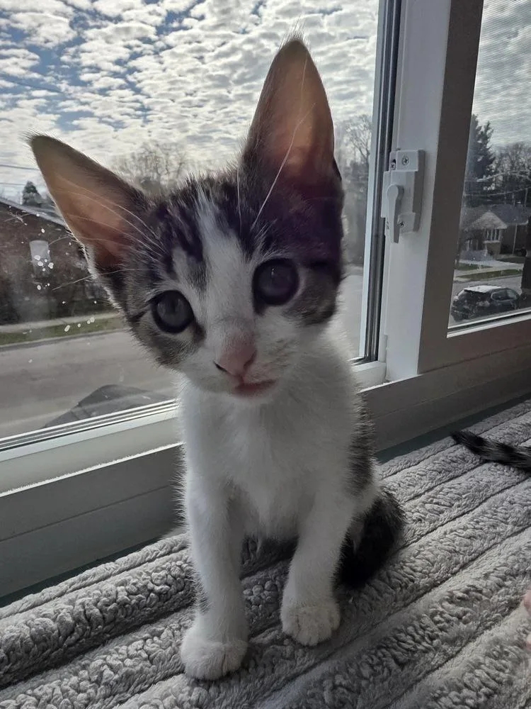 A baby small-sized female Domestic Short Hair cat named Dixie for adoption in Chicago, IL