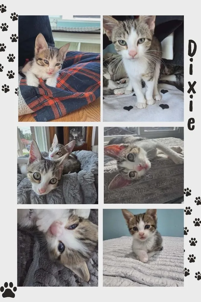 Dixie thumbnail 3