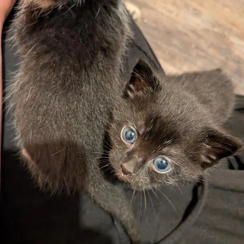 A baby small-sized male Domestic Short Hair cat named Charcoal for adoption in Maple Falls, WA