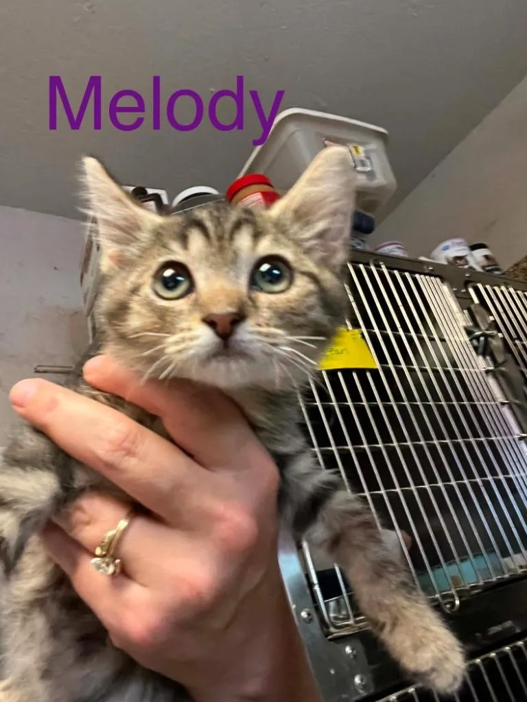 A baby small-sized male Domestic Medium Hair cat named Melody for adoption in Princeton, IN