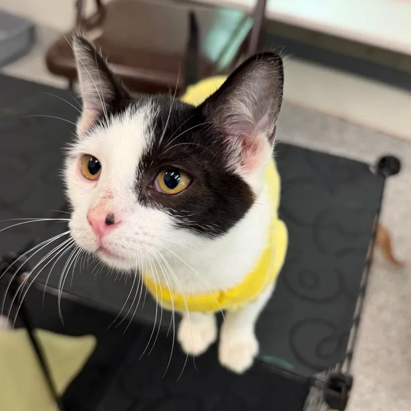A baby small-sized female White Domestic Short Hair cat named Tilly for adoption in Enfield, NH