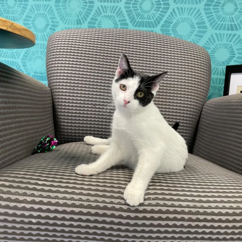 Tilly thumbnail 2