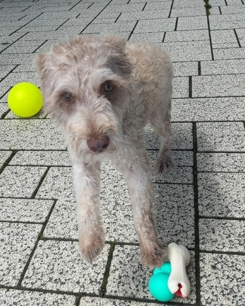 A young small-sized male Schnauzer dog named Rusty for adoption in Fort Myers, FL