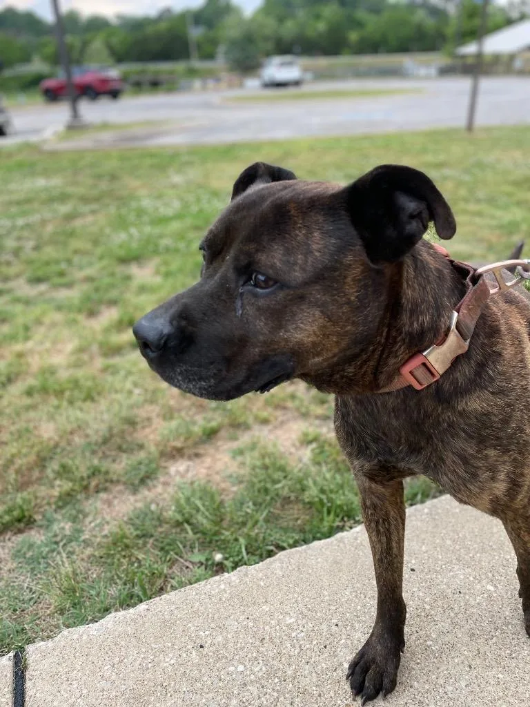 A young medium-sized male Mixed Breed dog named Jake "beano for adoption in Columbia, TN