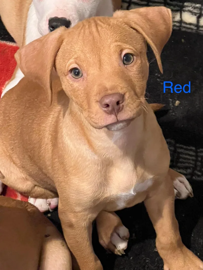 A baby large-sized male Golden Mixed Breed dog named Red for adoption in Davisburg, MI