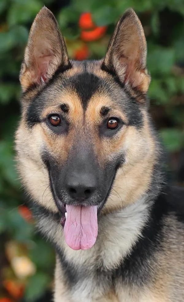 A young large-sized female Black German Shepherd Dog dog named Candace Von Celle for adoption in Los Angeles, CA