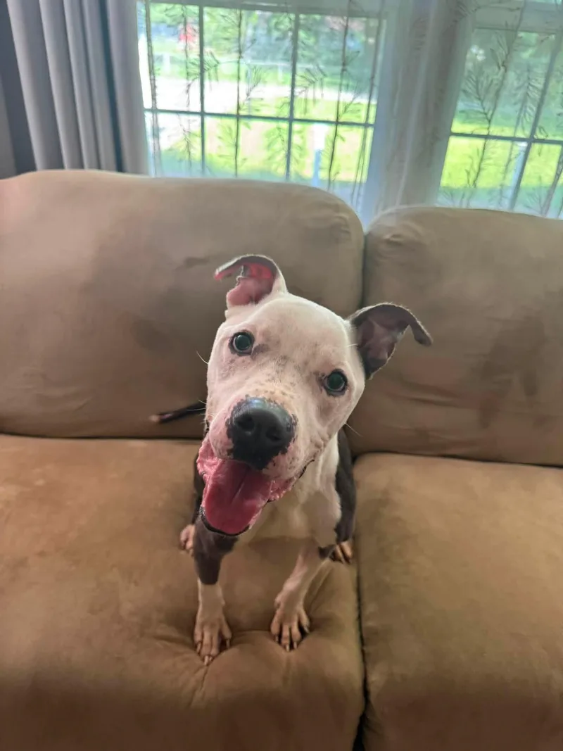 A young medium-sized male Pit Bull Terrier dog named Apollo for adoption in Anderson, IN