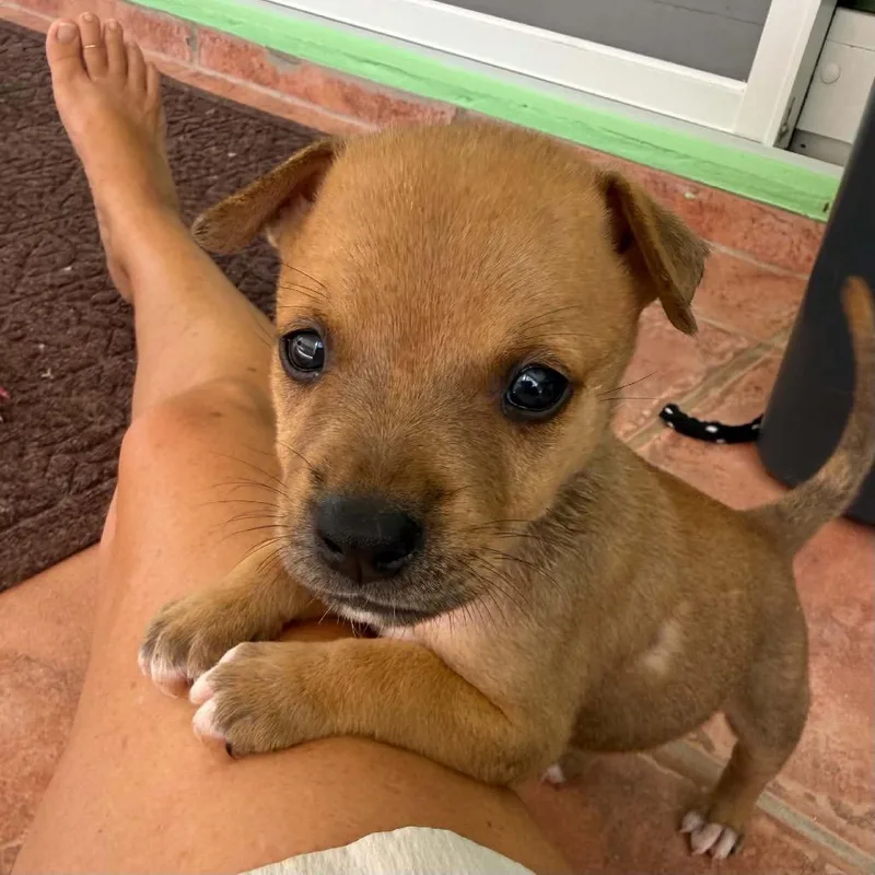 A baby medium-sized female Yellow / Tan / Blond / Fawn Mixed Breed dog named Lundi for adoption in Frederiksted, VI
