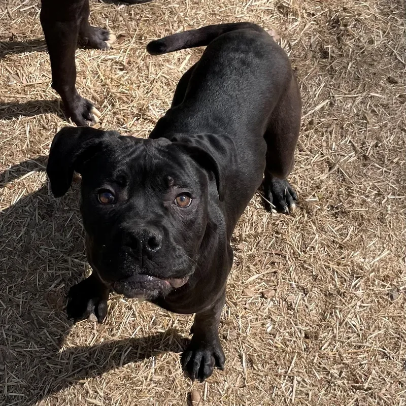 A young large-sized male Black Cane Corso dog named Vader for adoption in Bloomfield, CT