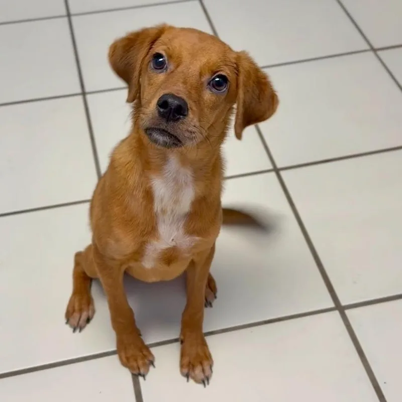 A young small-sized male Mixed Breed dog named Silas for adoption in Washington Township, OH