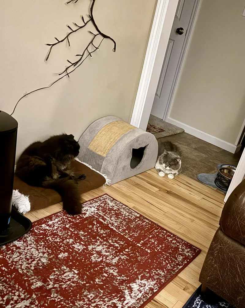 An adult large-sized male Gray & White Domestic Long Hair cat named Bentley for adoption in Marion, NC