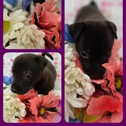 A baby small-sized female Black Terrier dog named Margaret for adoption in Yucaipa, CA