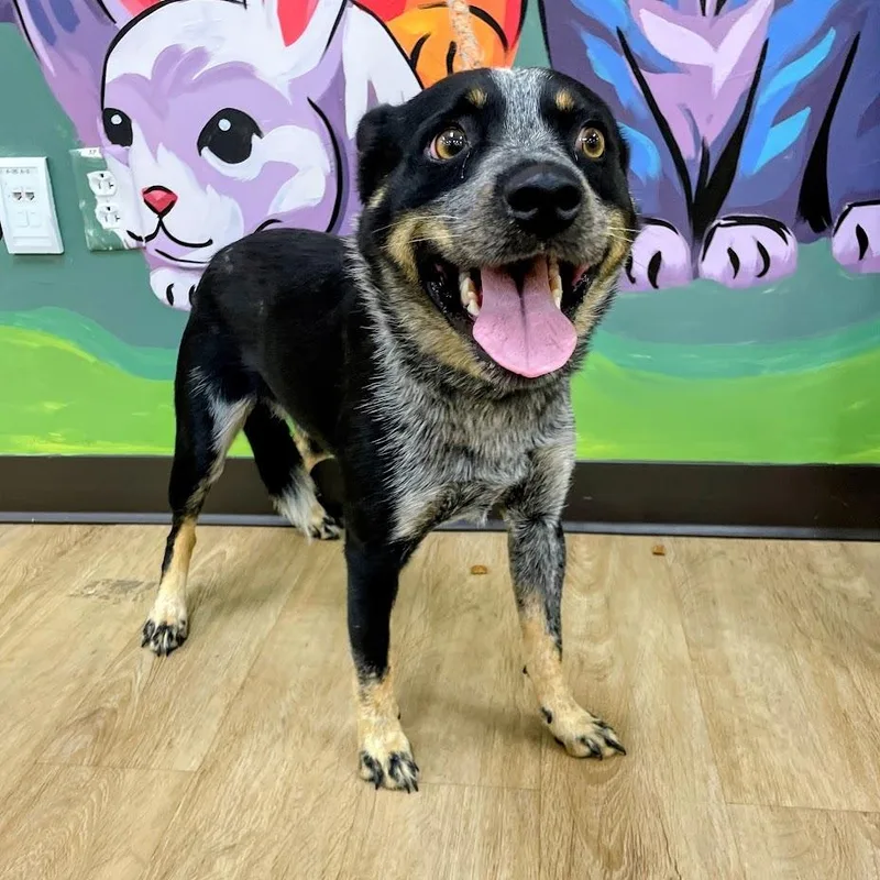 An adult medium-sized male Black Australian Cattle Dog / Blue Heeler dog named Ranger Rick for adoption in Lyndhurst, VA