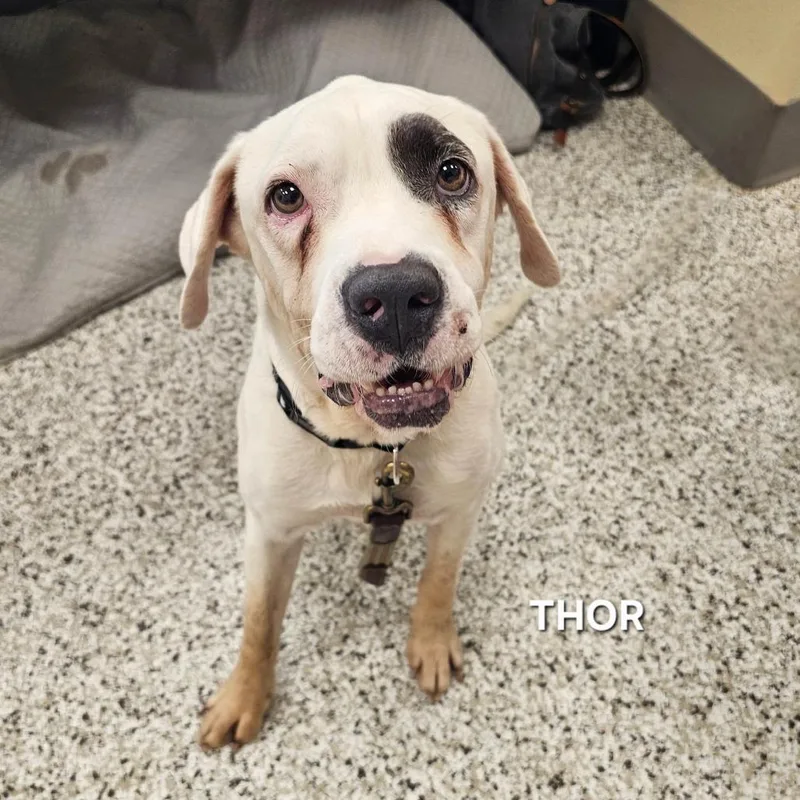 An adult large-sized male Pit Bull Terrier dog named Thor for adoption in Madisonville, TN