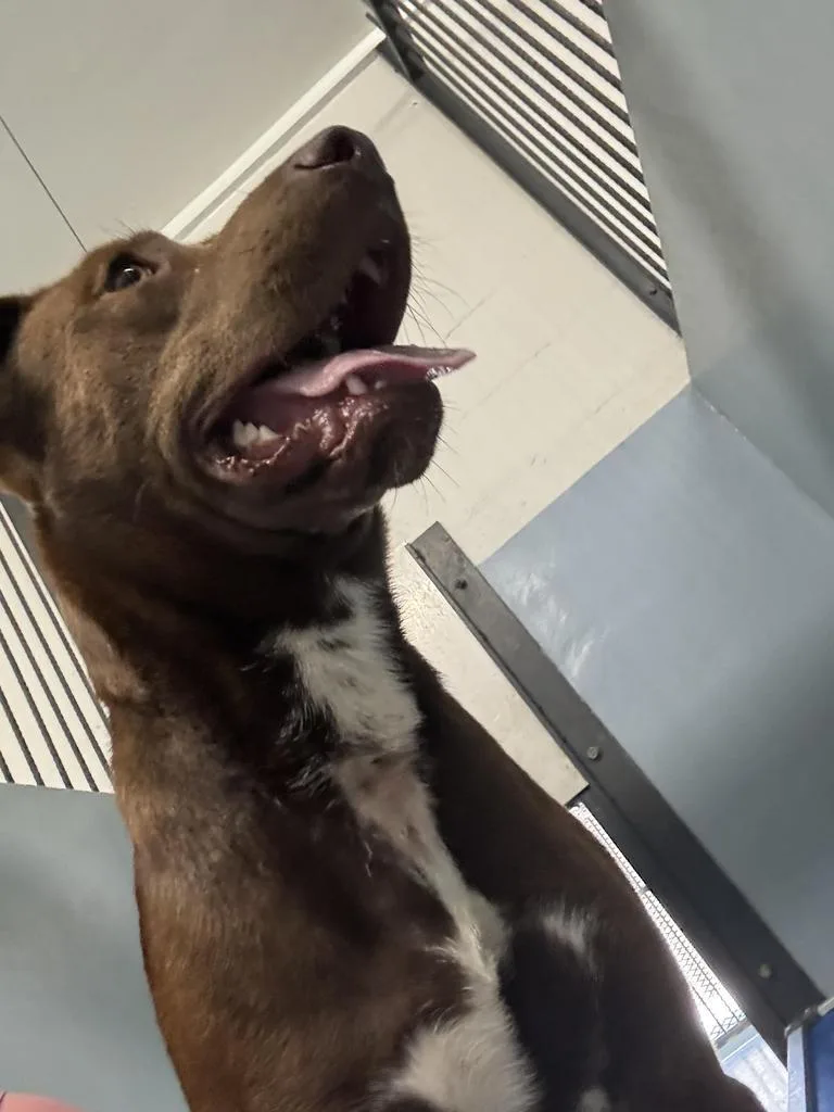 A young large-sized male Mixed Breed dog named Gunter for adoption in Cartersville , GA