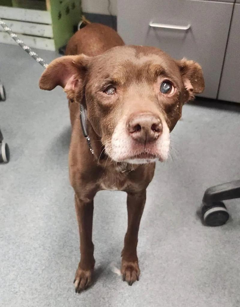 A senior small-sized female Affenpinscher dog named Willy for adoption in Sapulpa, OK