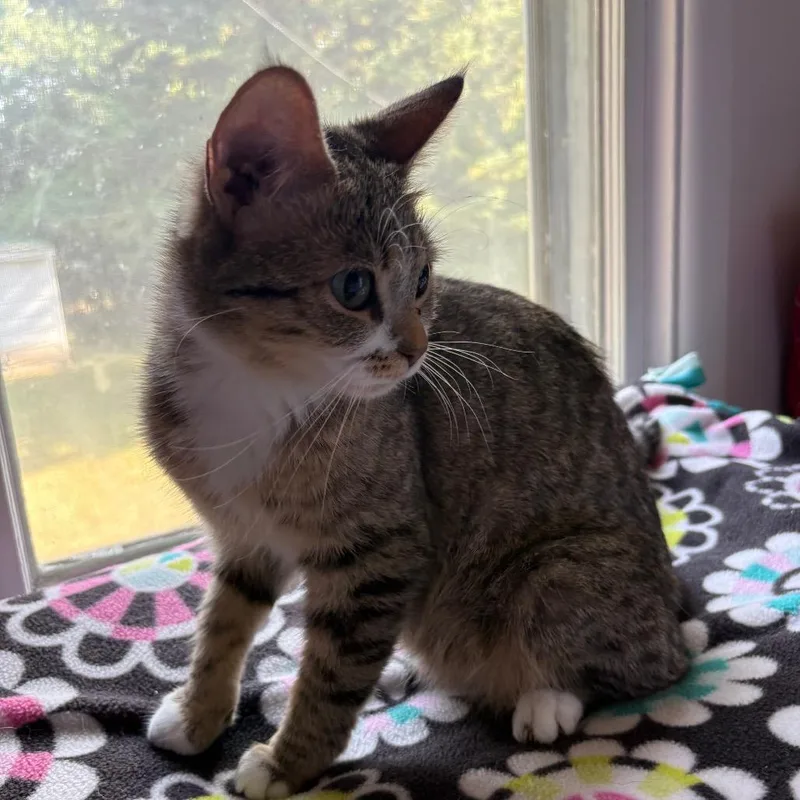 An adult medium-sized female Tabby (Brown / Chocolate) Domestic Short Hair cat named Princess Peach for adoption in Crookston, MN