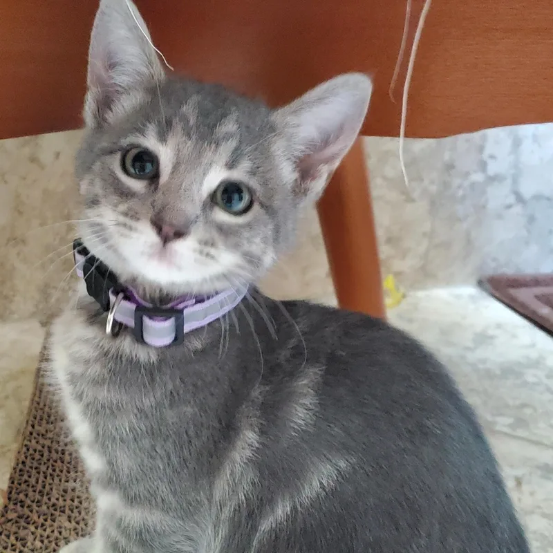 A baby medium-sized female Tabby (Gray / Blue / Silver) Domestic Short Hair cat named Athena  bonded to for adoption in Portland, OR