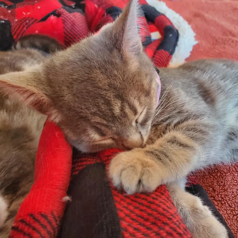 Athena  bonded to thumbnail 2