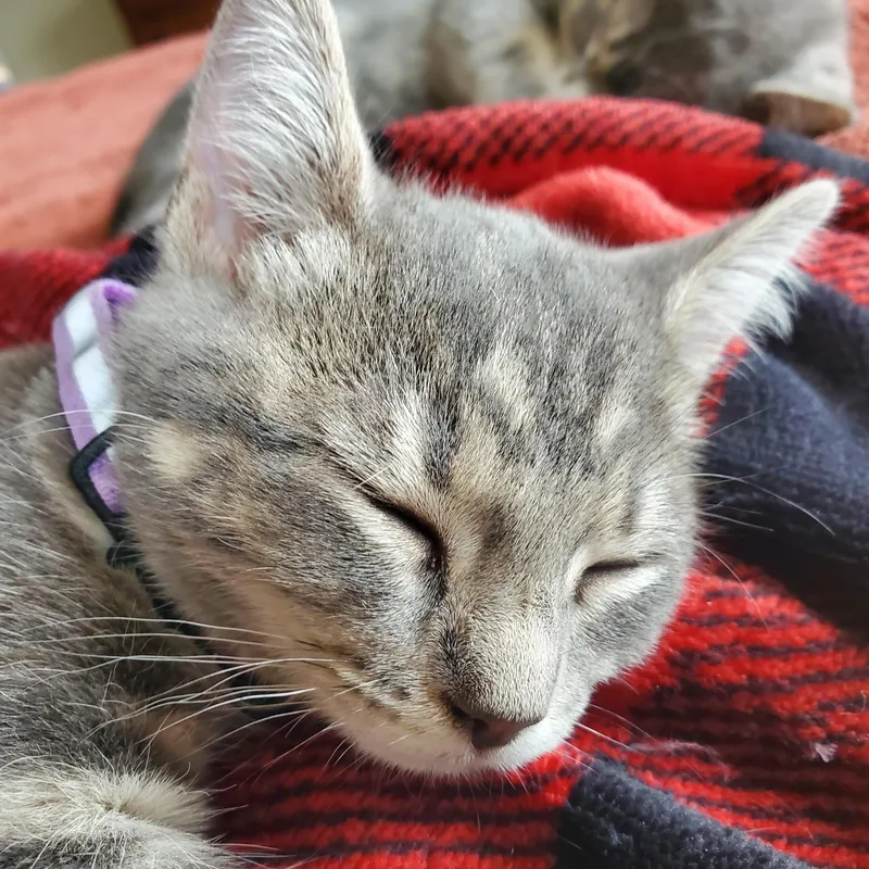 Athena  bonded to thumbnail 3