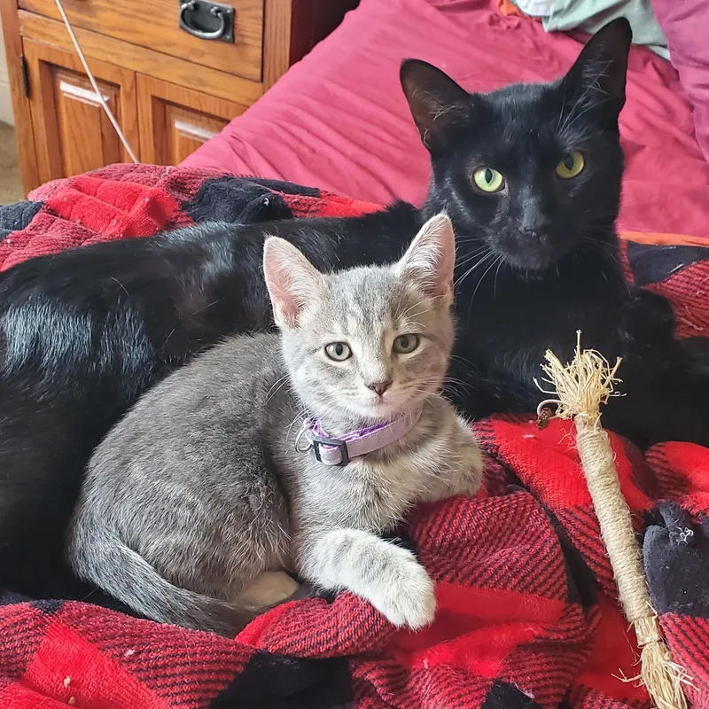 Athena  bonded to thumbnail 4
