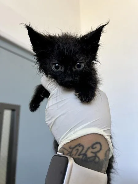A baby small-sized female Domestic Short Hair cat named Panini Press for adoption in Victorville, CA