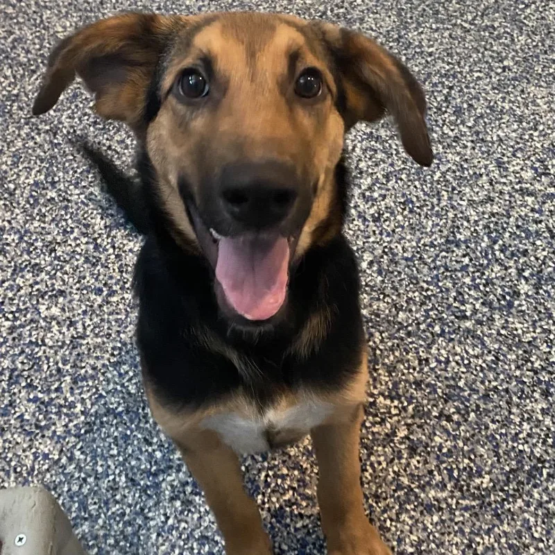 A young medium-sized female Black German Shepherd Dog dog named Violet for adoption in Belleville, IL