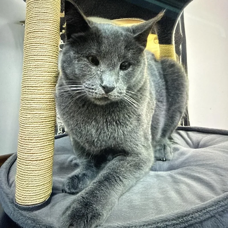 A young medium-sized female Gray / Blue / Silver Russian Blue cat named Yuri for adoption in Long Beach, CA