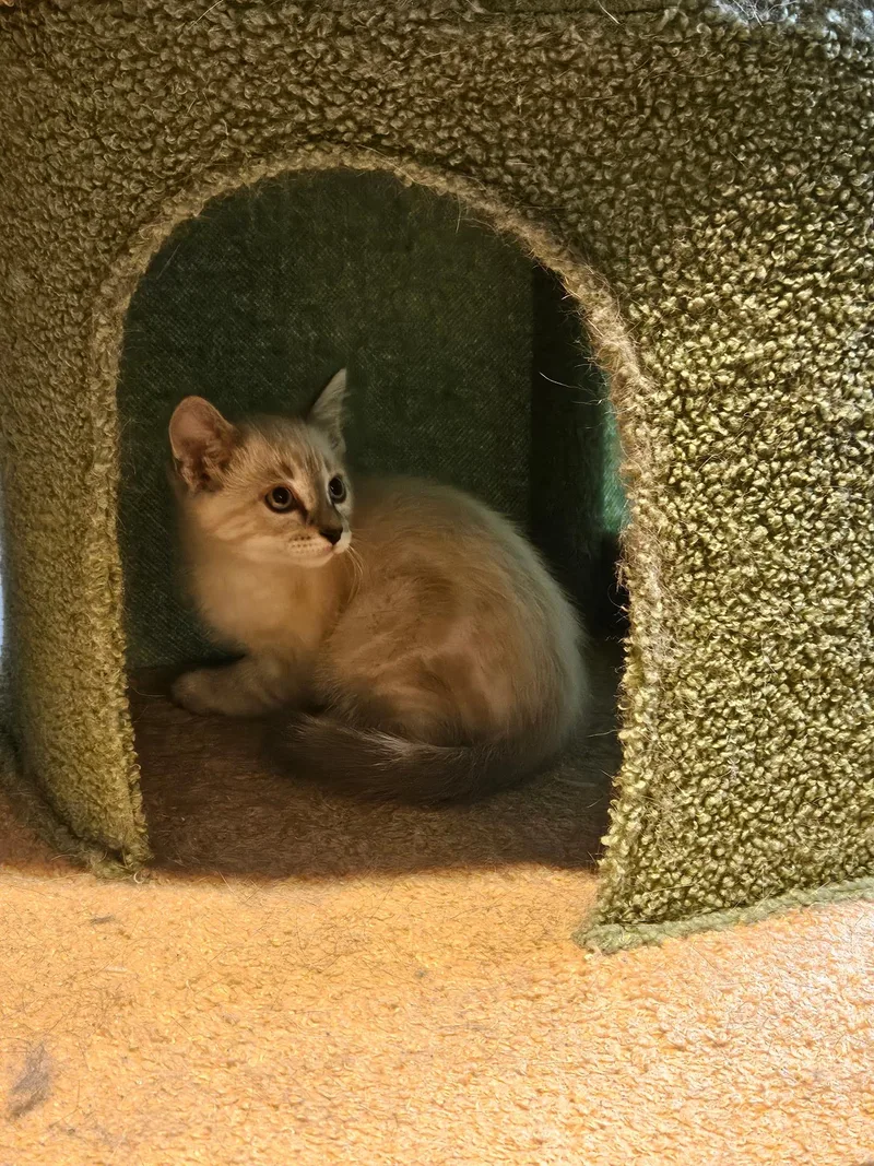 A baby small-sized male Domestic Short Hair cat named Lancelot for adoption in Glenwood City, WI