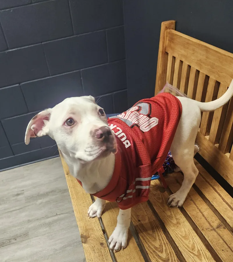 A baby medium-sized male White / Cream American Bulldog dog named Blotzilla for adoption in Mansfield, OH