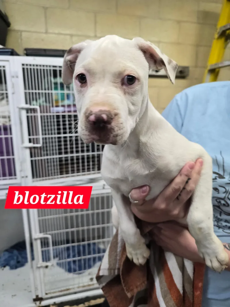 Blotzilla thumbnail 2