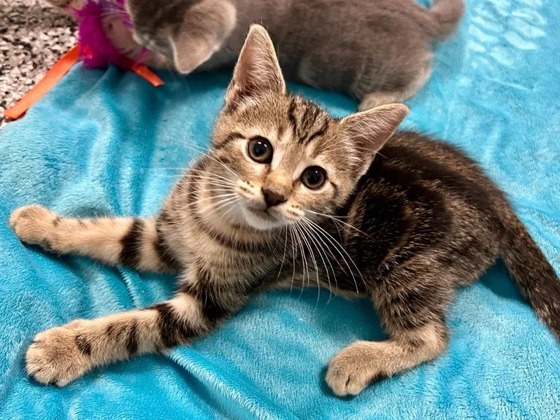 A baby small-sized male Tabby (Brown / Chocolate) Domestic Short Hair cat named Luca for adoption in Raleigh, NC