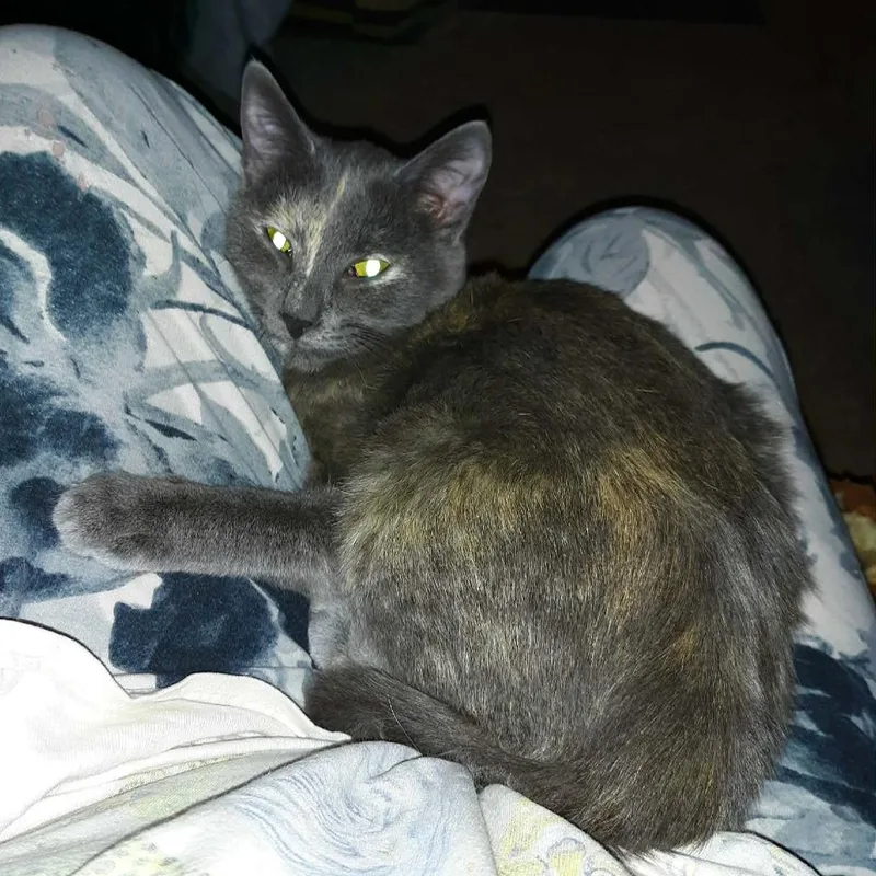 A young medium-sized female Torbie Domestic Short Hair cat named Peanut Butter for adoption in Middleton, WI