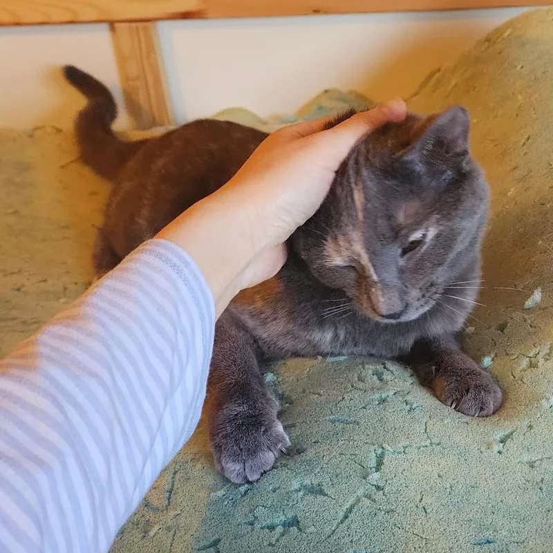 Peanut Butter thumbnail 4