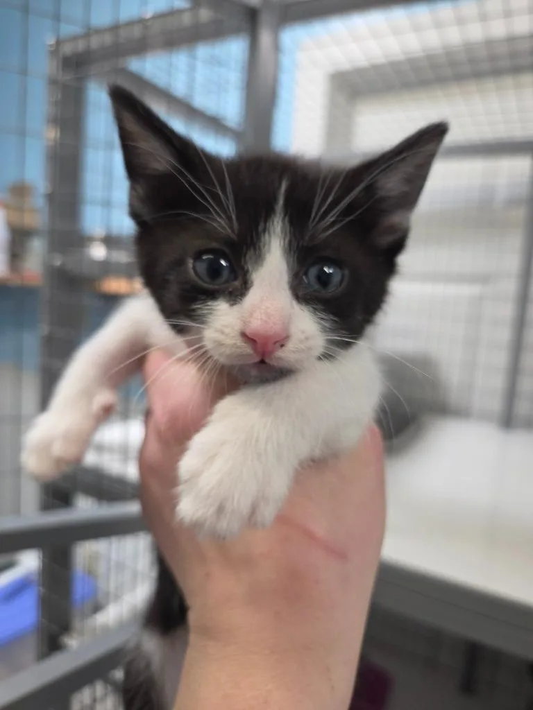 A baby small-sized male Domestic Short Hair cat named Kraken for adoption in Gold Beach, OR