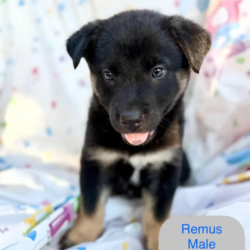 Remus