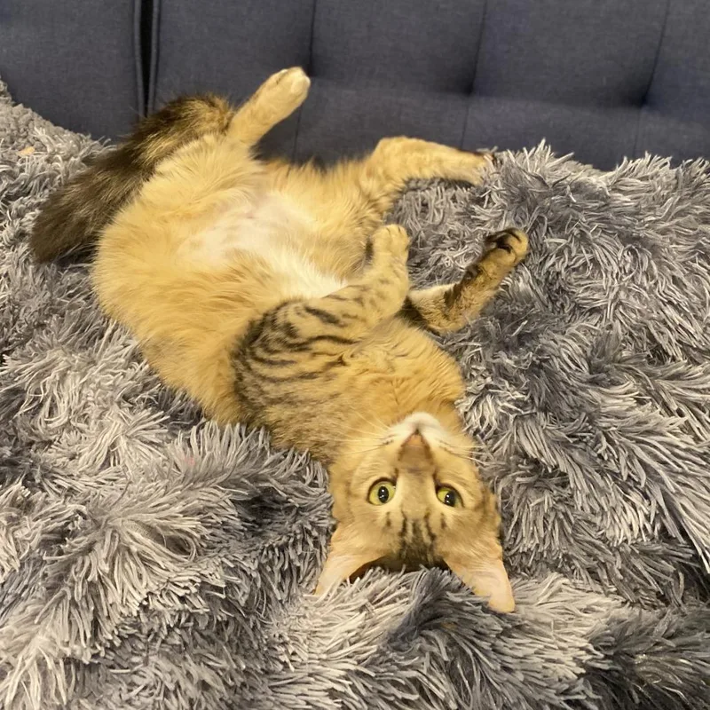 An adult small-sized female Brown / Chocolate Domestic Short Hair cat named Mochi  Qatar for adoption in Fairfax Station, VA