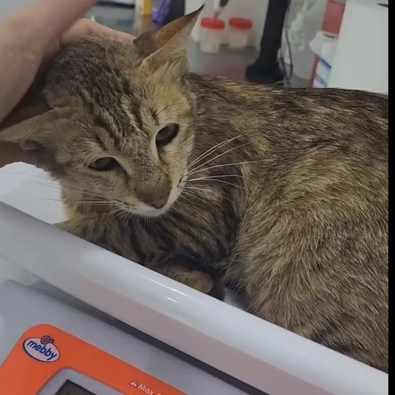 Mochi  Qatar thumbnail 3