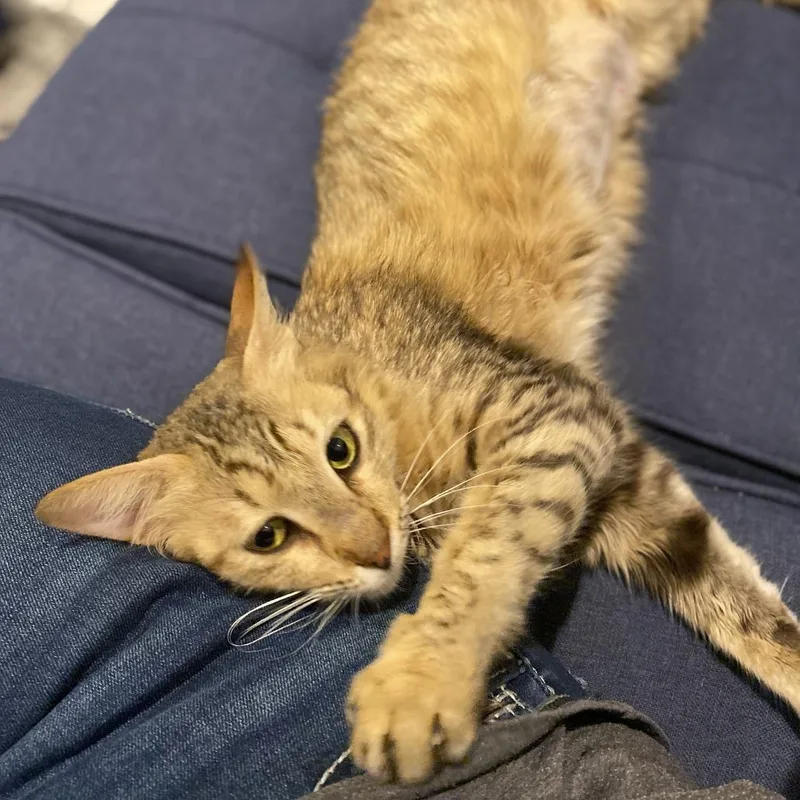 Mochi  Qatar thumbnail 4