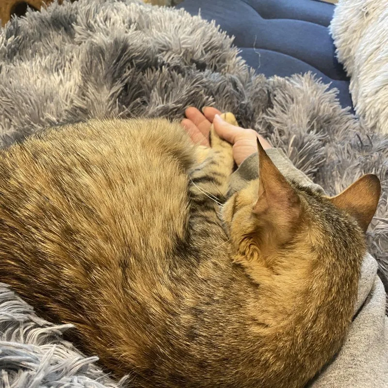 Mochi  Qatar thumbnail 5