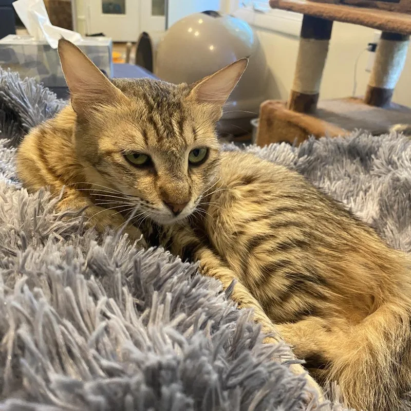 Mochi  Qatar thumbnail 6