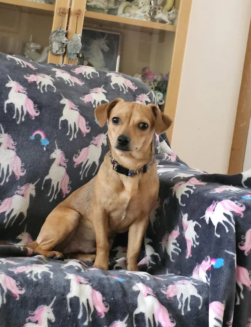 A baby small-sized male Chihuahua dog named PEPPER JACK aka PJ for adoption in Jackson, NJ