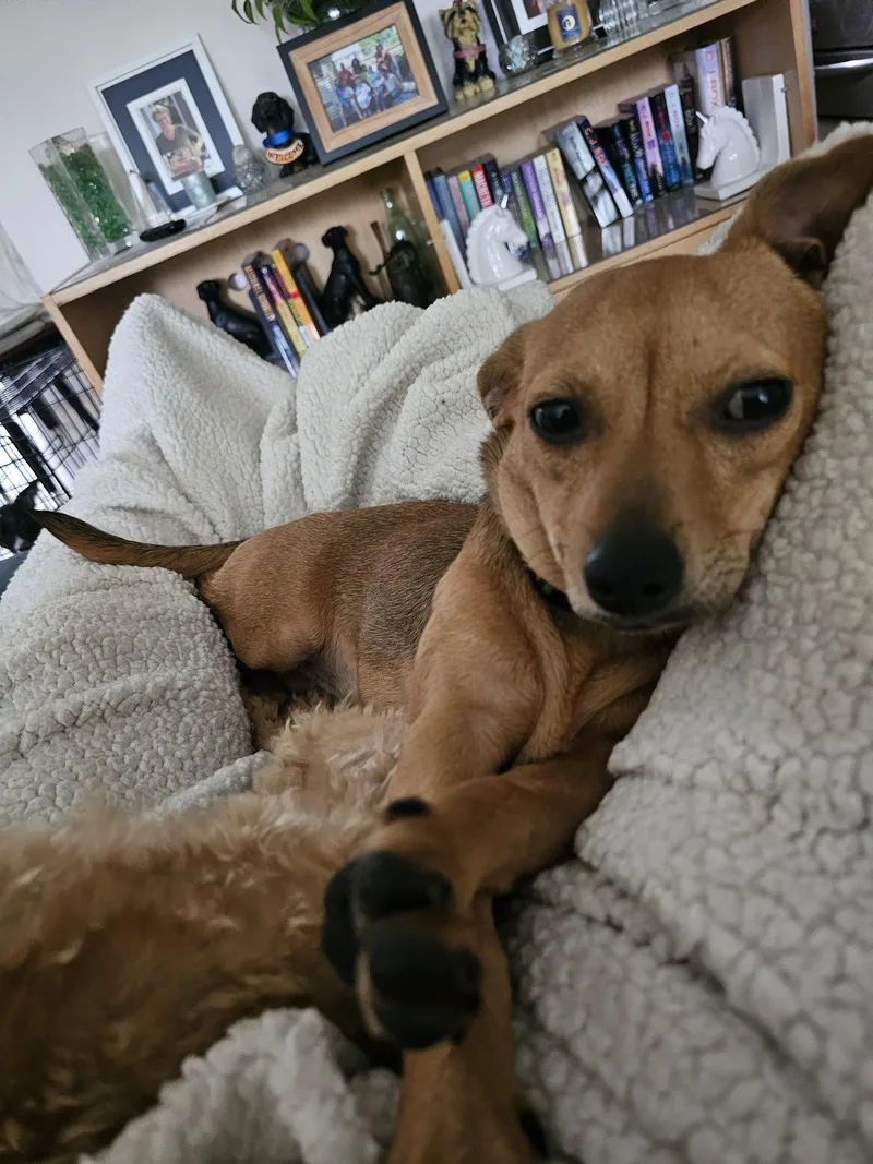 PEPPER JACK aka PJ thumbnail 2
