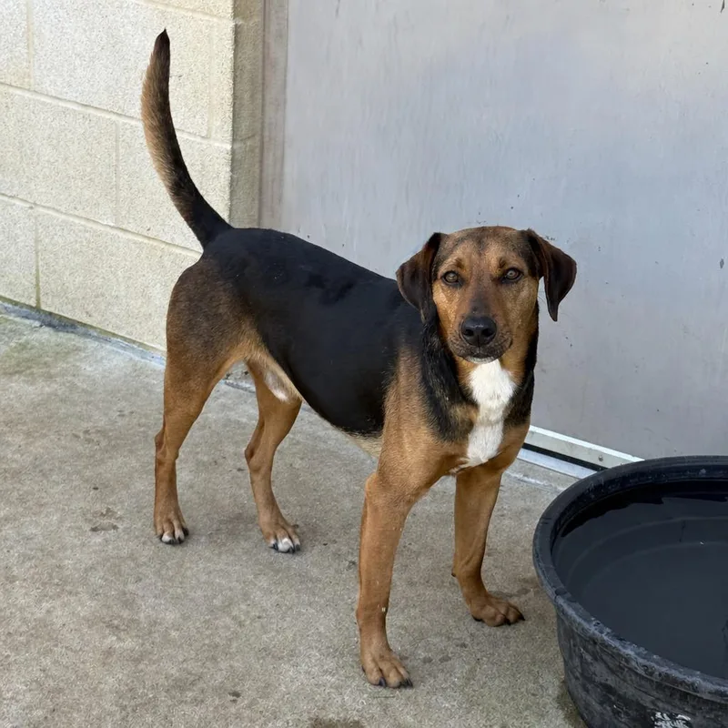 A young medium-sized male Beagle dog named Dodger for adoption in Brenham, TX