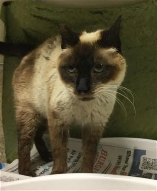 A senior small-sized female Domestic Short Hair cat named Kelly for adoption in Riverside, CA