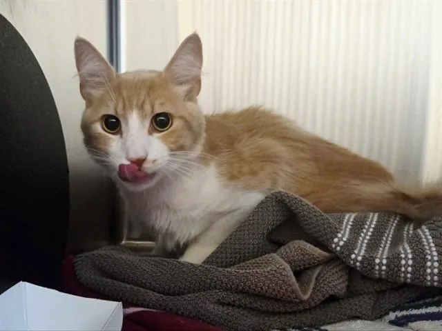 A young medium-sized male Domestic Short Hair cat named Henry for adoption in Martinez, CA