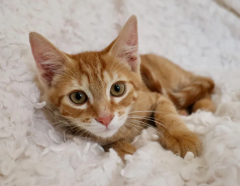 A baby large-sized male Tabby (Orange / Red) Tabby cat named O'Mally for adoption in Saint Augustine, FL