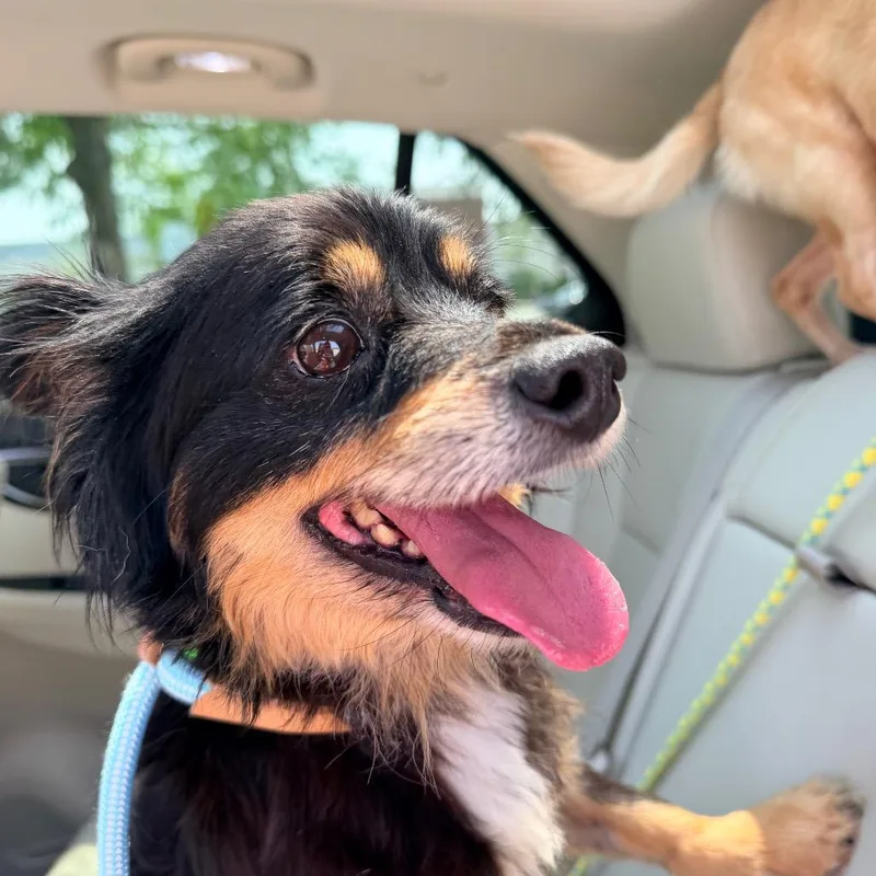 A senior small-sized female Black Papillon dog named Sugar for adoption in Saint John, IN